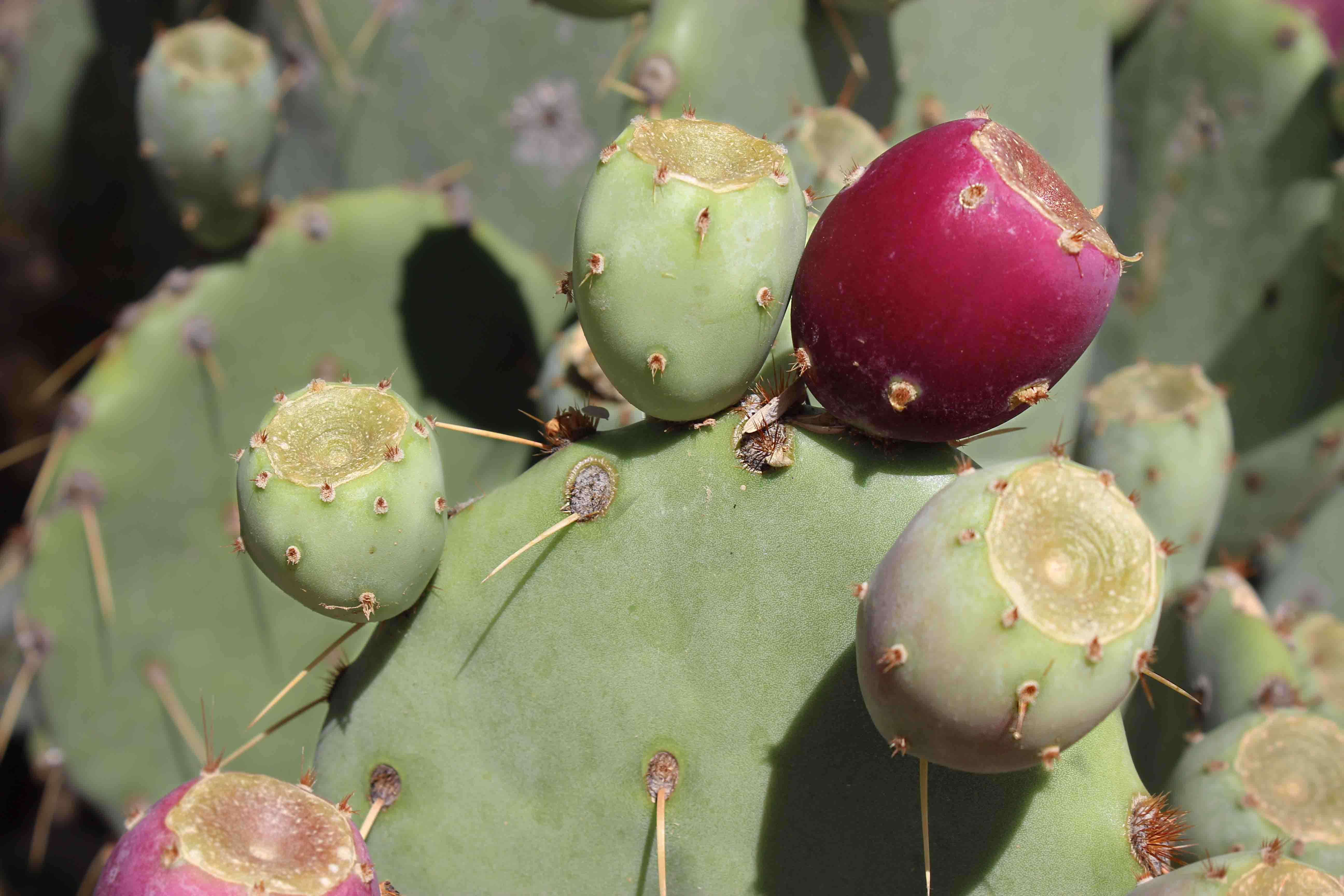 prickly pear | Tanque Verde Lutheran Church